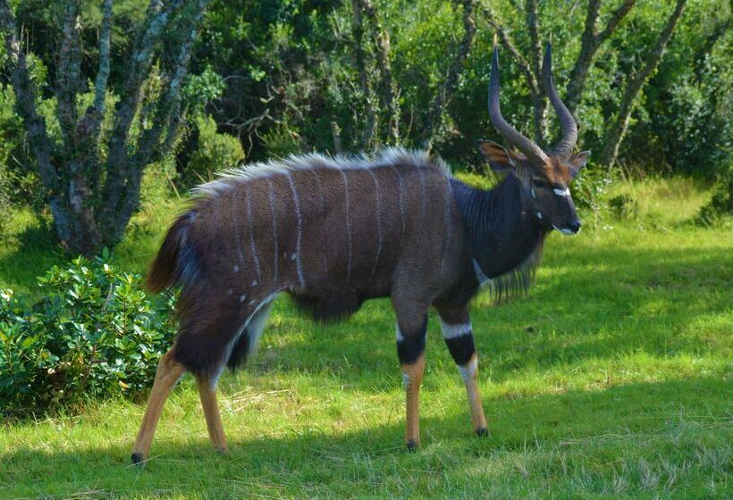 ホテル Premier Resort Mpongo Private Game Reserve