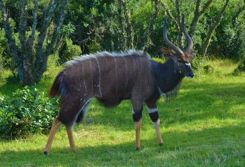 酒店 Premier Resort Mpongo Private Game Reserve