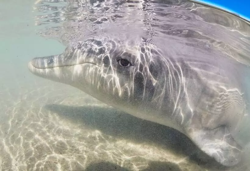 호텔 Rac Monkey Mia Dolphin Resort