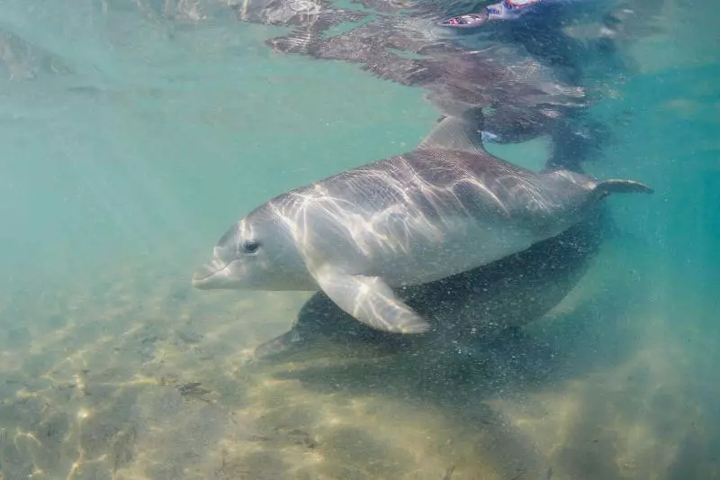 호텔 Rac Monkey Mia Dolphin Resort