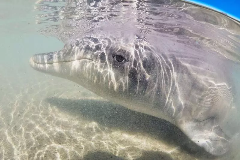 호텔 Rac Monkey Mia Dolphin Resort