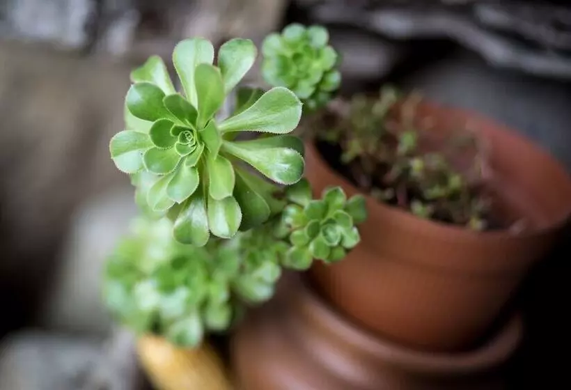 Inn Quinta São Miguel De Arcos