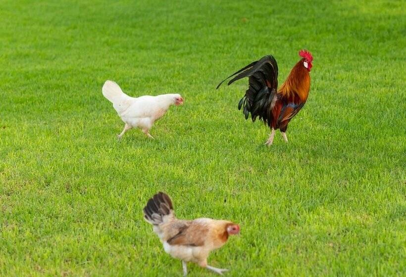 Сельский отель Finca Son Roig by Valentin