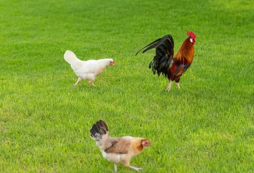 فندق ريفى Finca Son Roig by Valentin