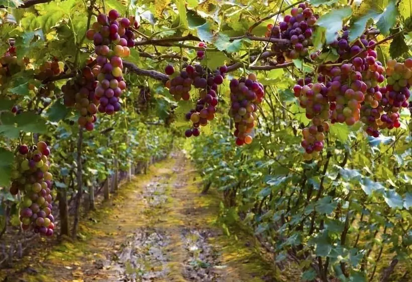 酒店 Palacio Azteca