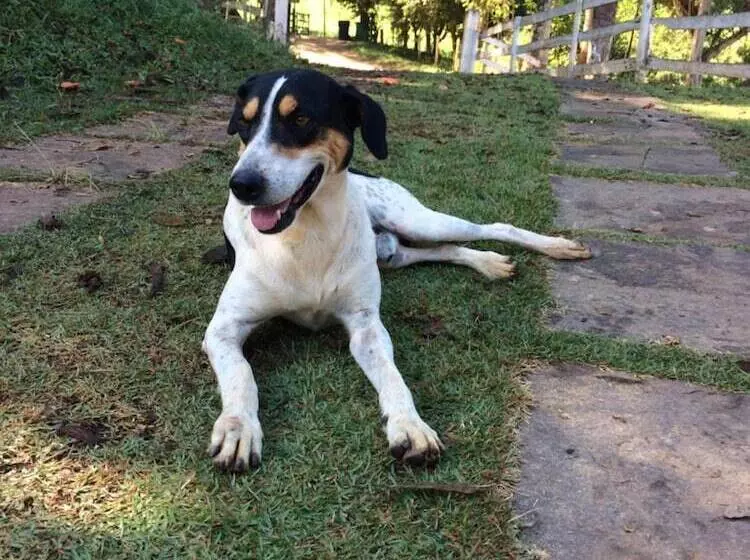 ペンション Pousada Rural E Pesqueiro Chalé Da Serra