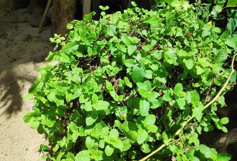 هتل Oliver`s Laguna Eco Lodge