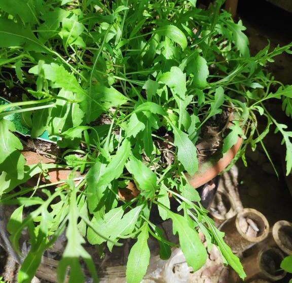 هتل Oliver`s Laguna Eco Lodge