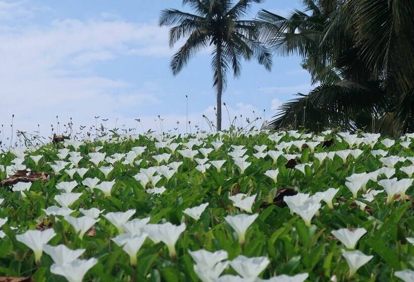 בית מלון כפרי Afro Beach Eco Resort Butre