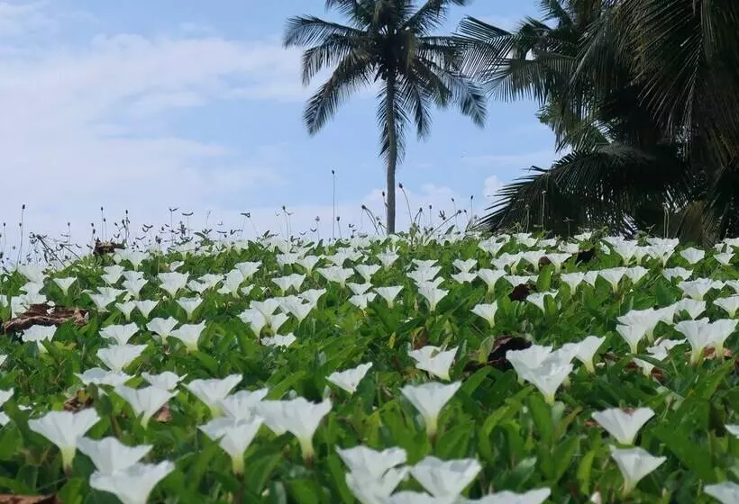 Hotelli Afro Beach Eco Resort Butre