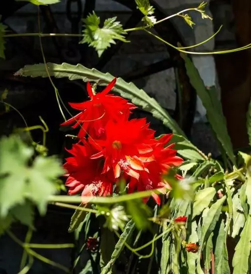 Aamiaismajoitus (B&B) Pension Christophorus Hotel Garni