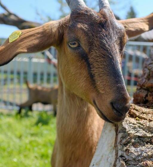 فندق Hof Tschannen