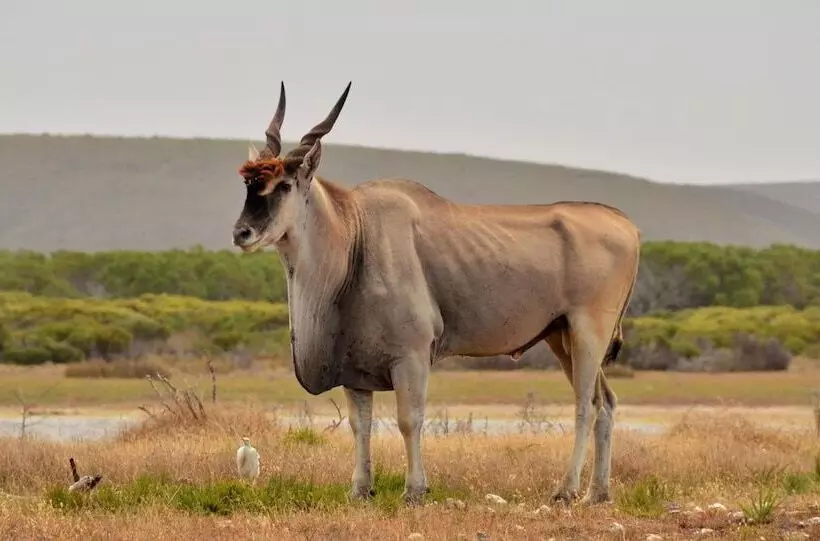 Majatalo De Hoop Vlei Cottages