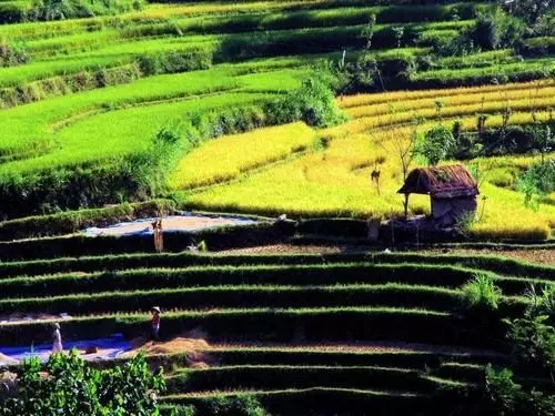 Отель Pondok Sari Pemuteran