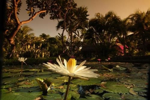 호텔 Pondok Sari Pemuteran