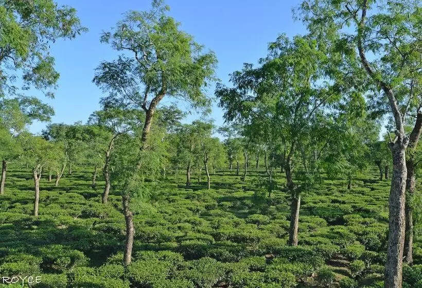 Hotelli Manohari The Tea Retreat