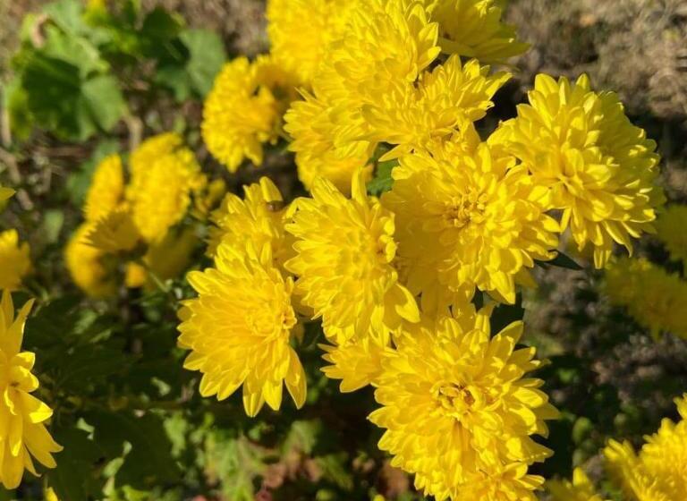 منتجع Golden Valley Cottages, Chail