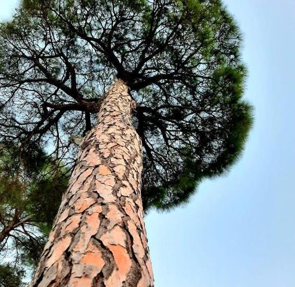 منتجع Golden Valley Cottages, Chail