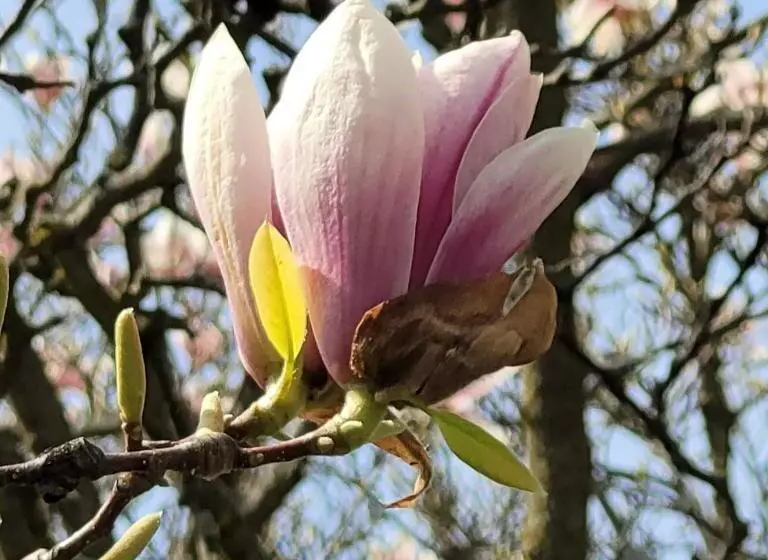 Aamiaismajoitus (B&B) La Maison De Sophie