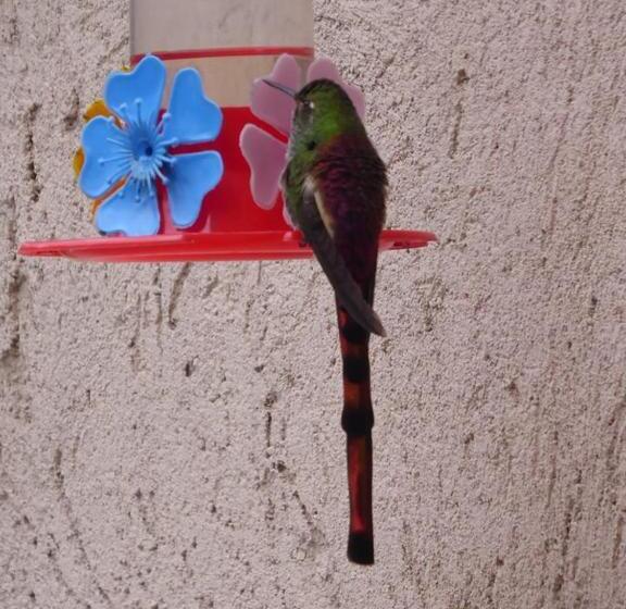 Pension Lo De La Omi