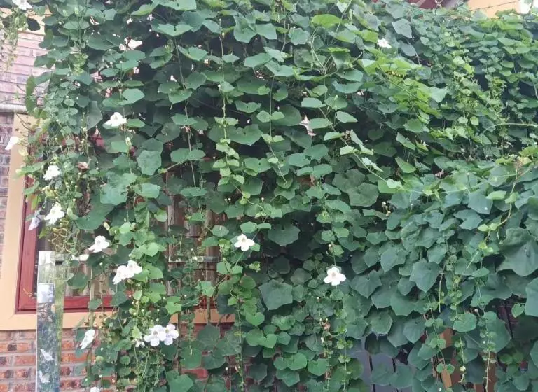 تختخواب و صبحانه Green Space Homestay