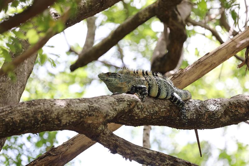 Отель Reserva Conchal