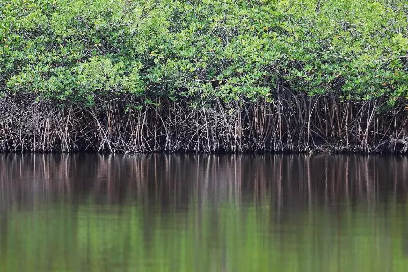 בית מלון כפרי Reserva Conchal