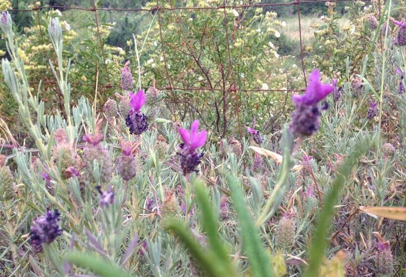 בית מלון כפרי Agriturismo L Aglientu B&b