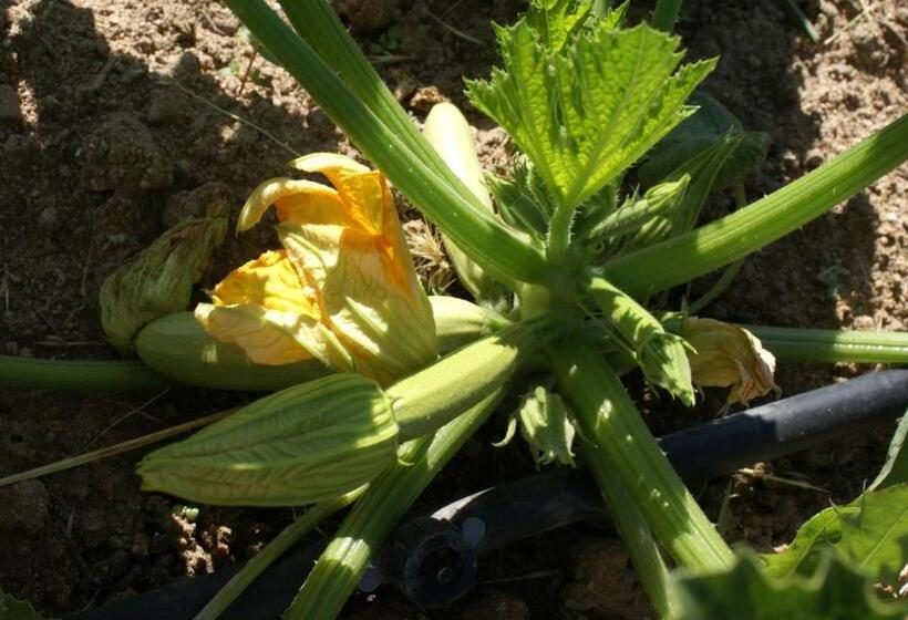 בית מלון כפרי Agriturismo L Aglientu B&b