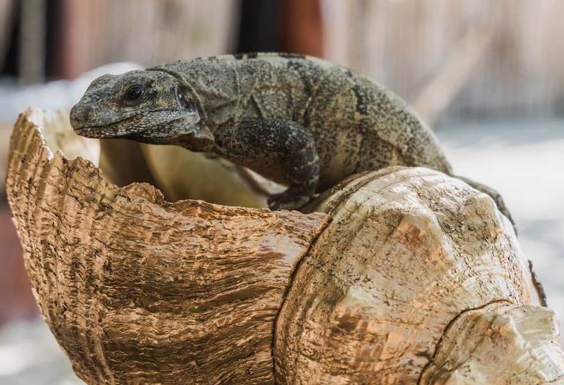 Szálloda Casa Punta Coco & Beach Club