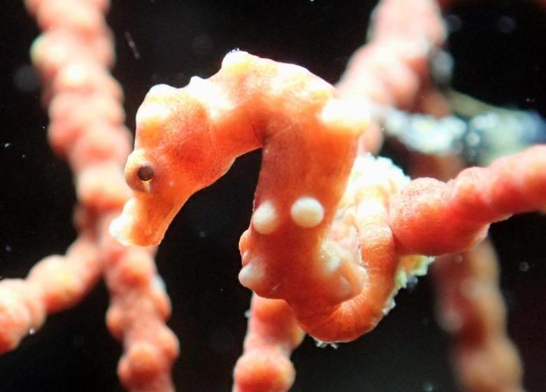 Love's Beach & Dive Resort