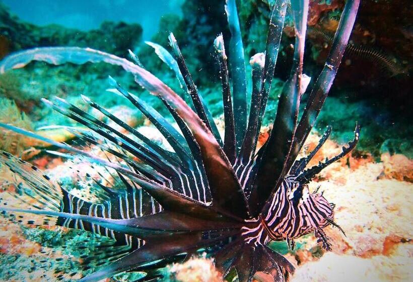 Love's Beach & Dive Resort