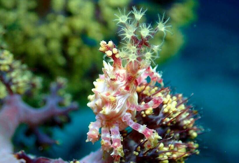 Love's Beach & Dive Resort