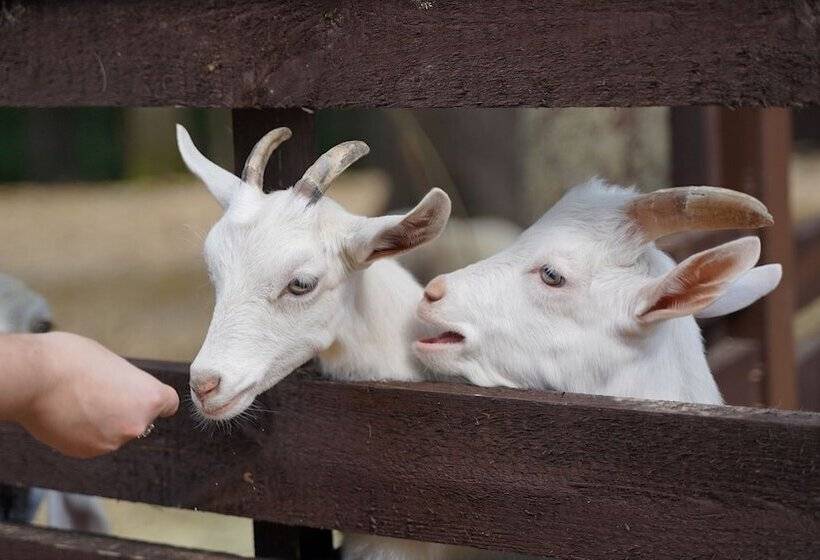 Russian Seasons Park Hotel Peresvet