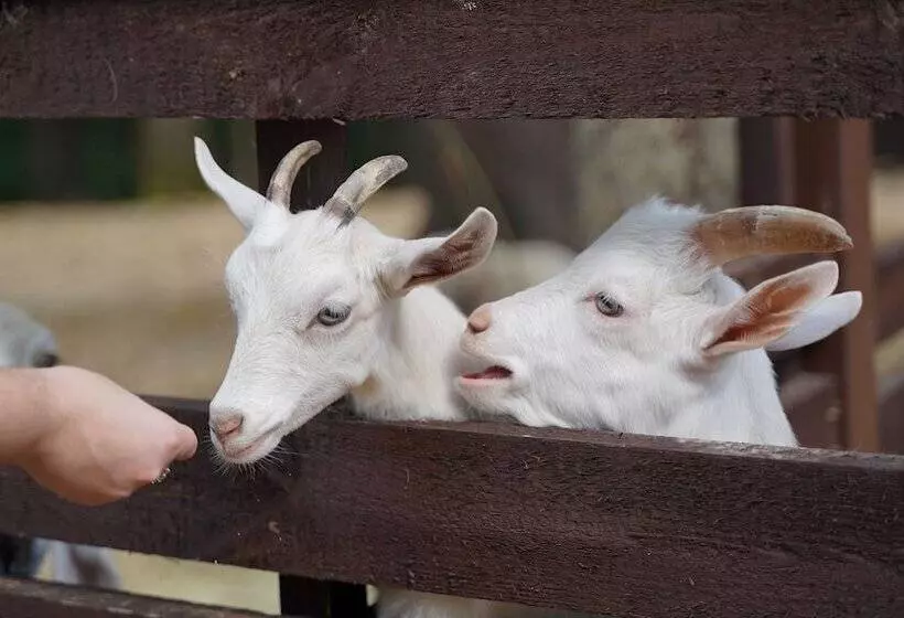 Russian Seasons Park Hotel Peresvet