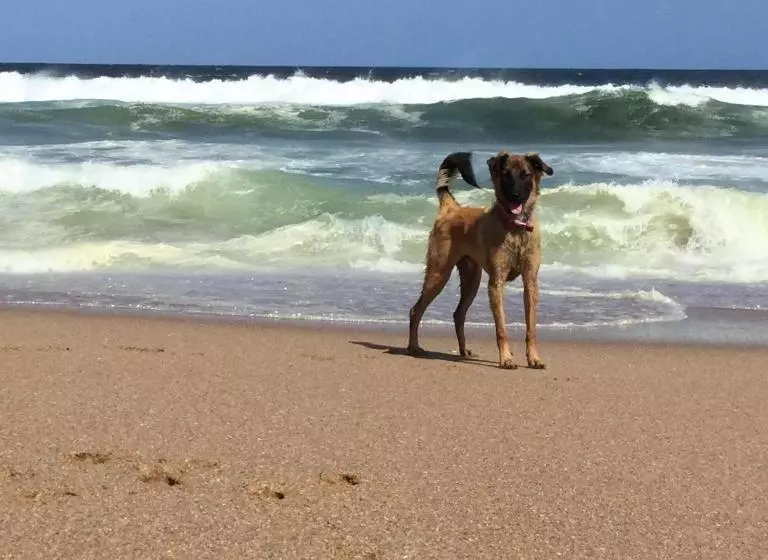 Pension Serendipia Hostel Punta Rubia