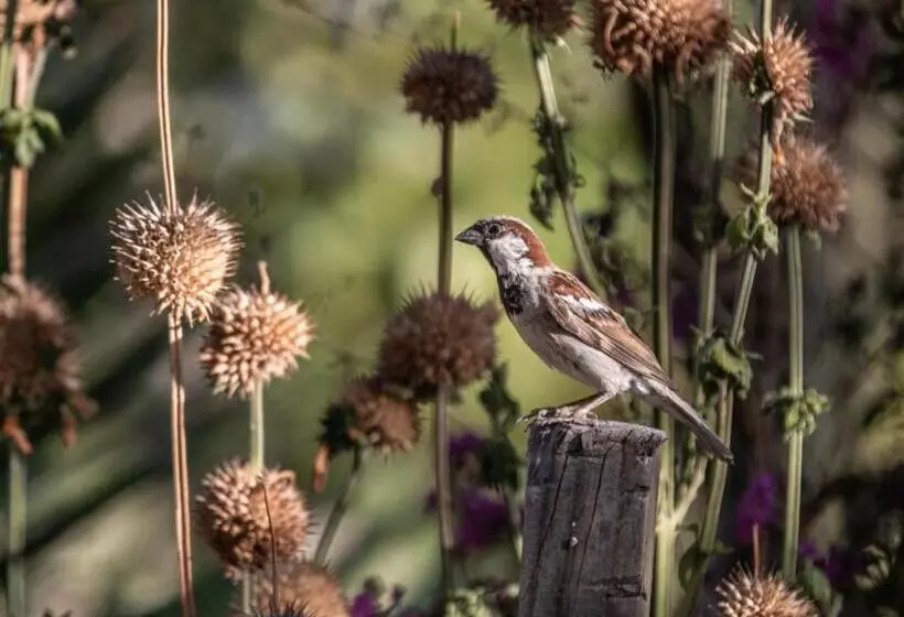 Majatalo Ebonymoon Guest House