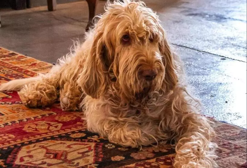 Majatalo Ebonymoon Guest House