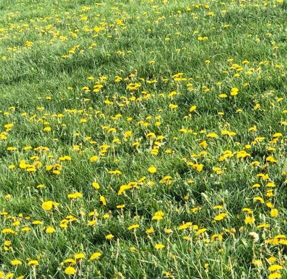 هتل Chambres Tourismes