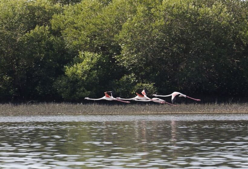 Отель Flamingo Beach