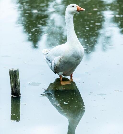 ホテル Steineweiher