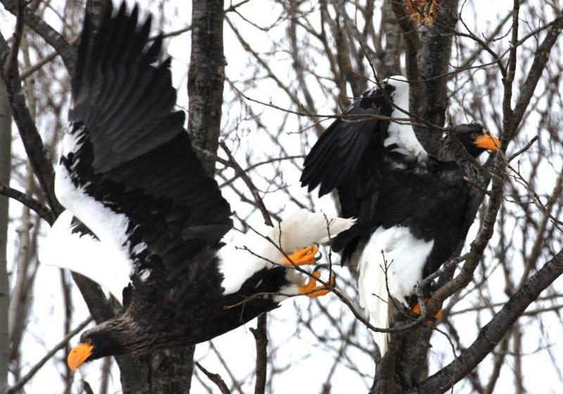 فندق Koshimizu Hana Kotori Youth Hostel