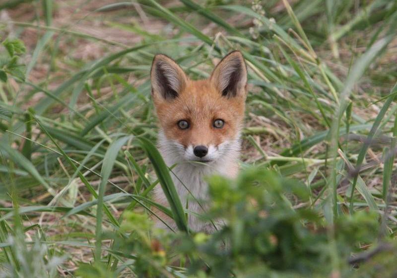 فندق Koshimizu Hana Kotori Youth Hostel