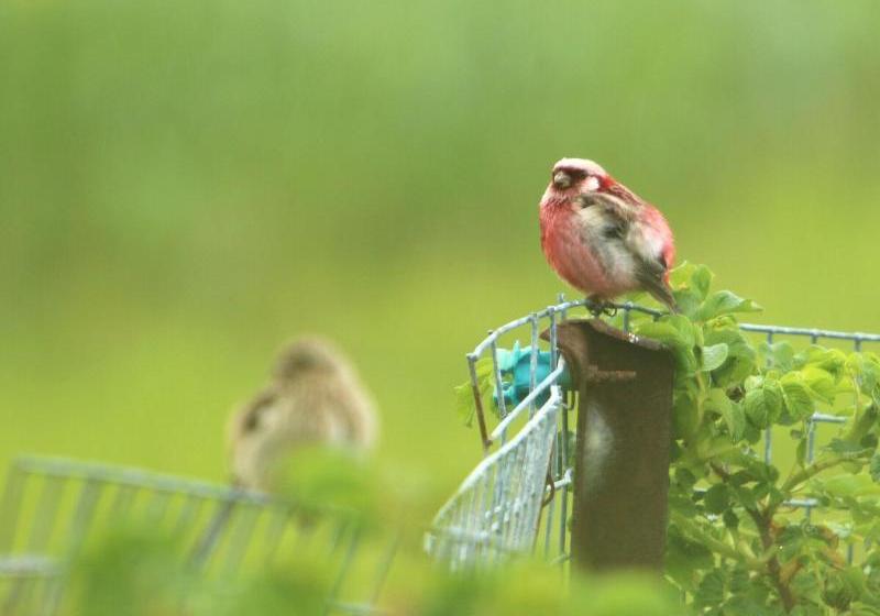 فندق Koshimizu Hana Kotori Youth Hostel