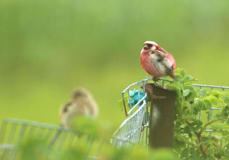 فندق Koshimizu Hana Kotori Youth Hostel