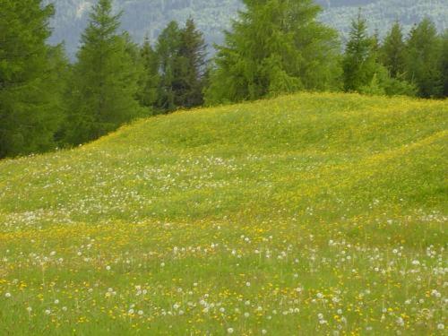 Almhotel Fichtenheim