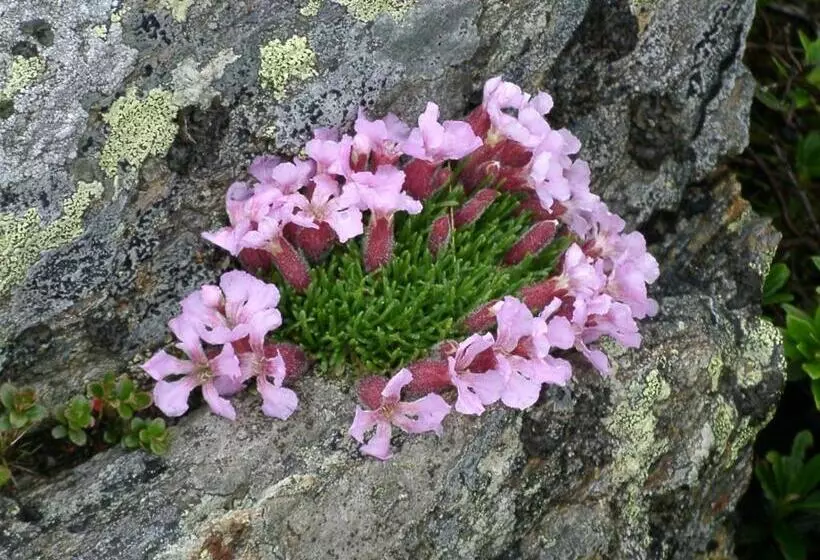 Almhotel Fichtenheim
