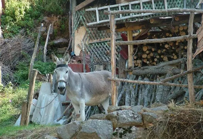 هتل Risto's Guest House