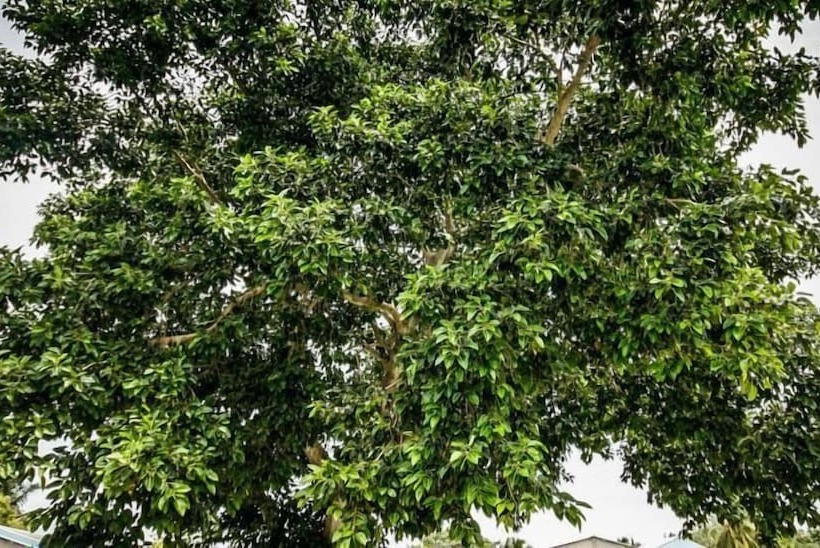 پانسیون Asuruma View