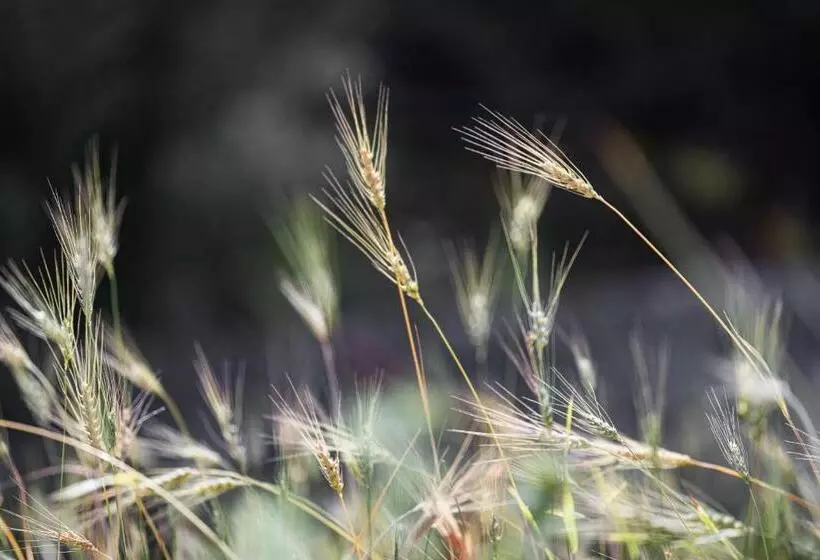 호텔 Monnaber Vell